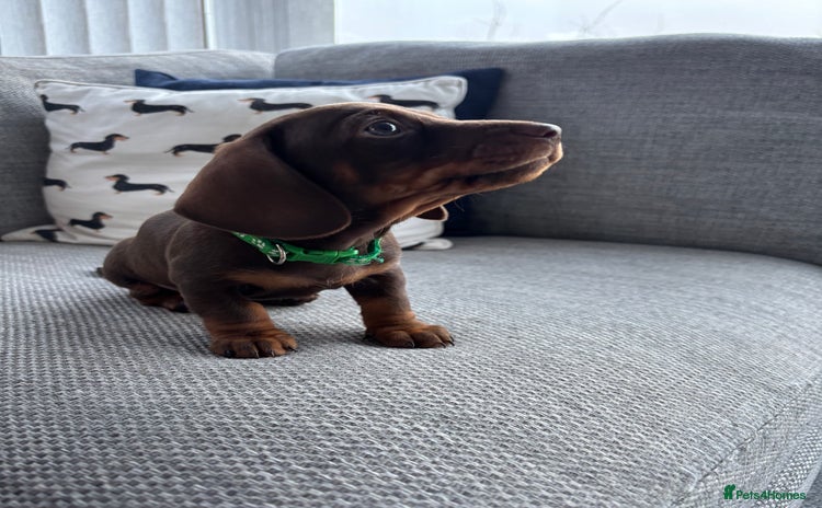 Miniature Dachshund dogs 3 Beautiful Chocolate and Tan Girls  - Advert 7