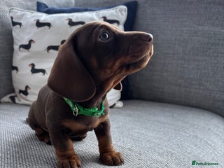 Miniature Dachshund dogs 3 Beautiful Chocolate and Tan Girls - Advert 1