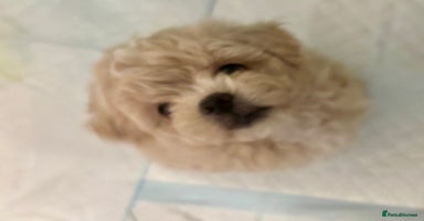 Maltipoo dogs Gorgeous Maltipoo F1b  - Advert 4