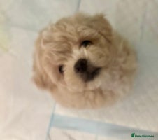 Maltipoo dogs Gorgeous Maltipoo F1b - Advert 4