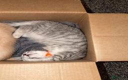 British Shorthair cats for sale: British short hair  - Advert 16