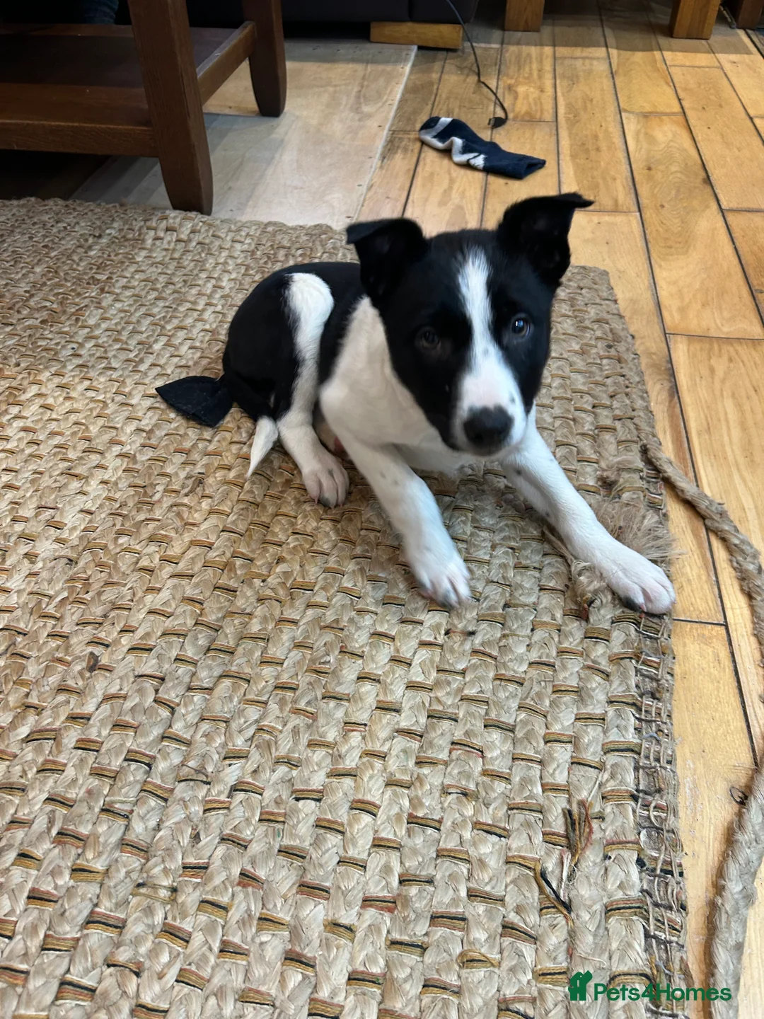 Border Collie dogs for sale: Beautiful Border Collies - Advert 7