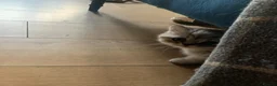 Exotic cats for sale: Exotic kittens  - Advert 3