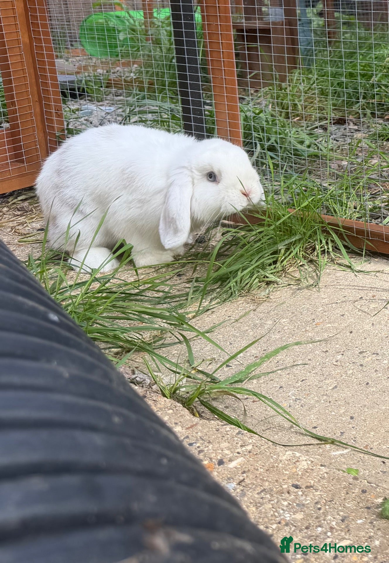 Mini Lop rabbits Mini lop  - Advert 19