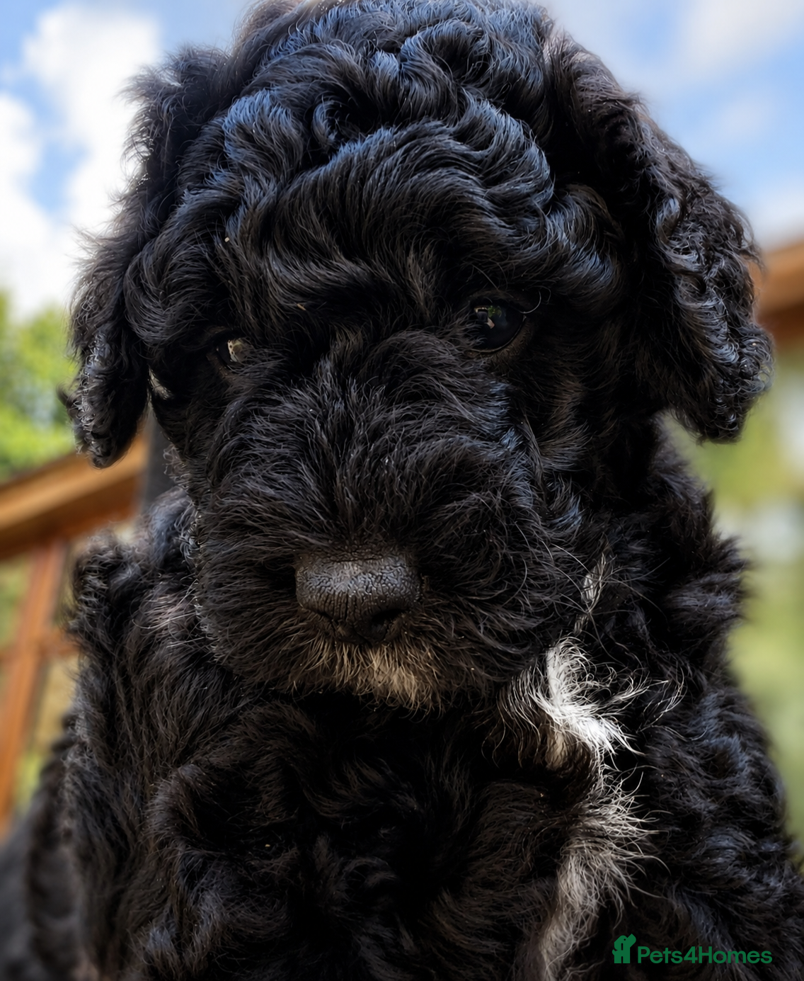 Double Doodle dogs AUSTRALIAN LABRADOODLE - LAST GIRL AVAILABLE - Advert 1