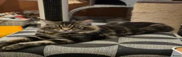 Maine Coon cats for sale: XL stunning maine coon kittens - Advert 14
