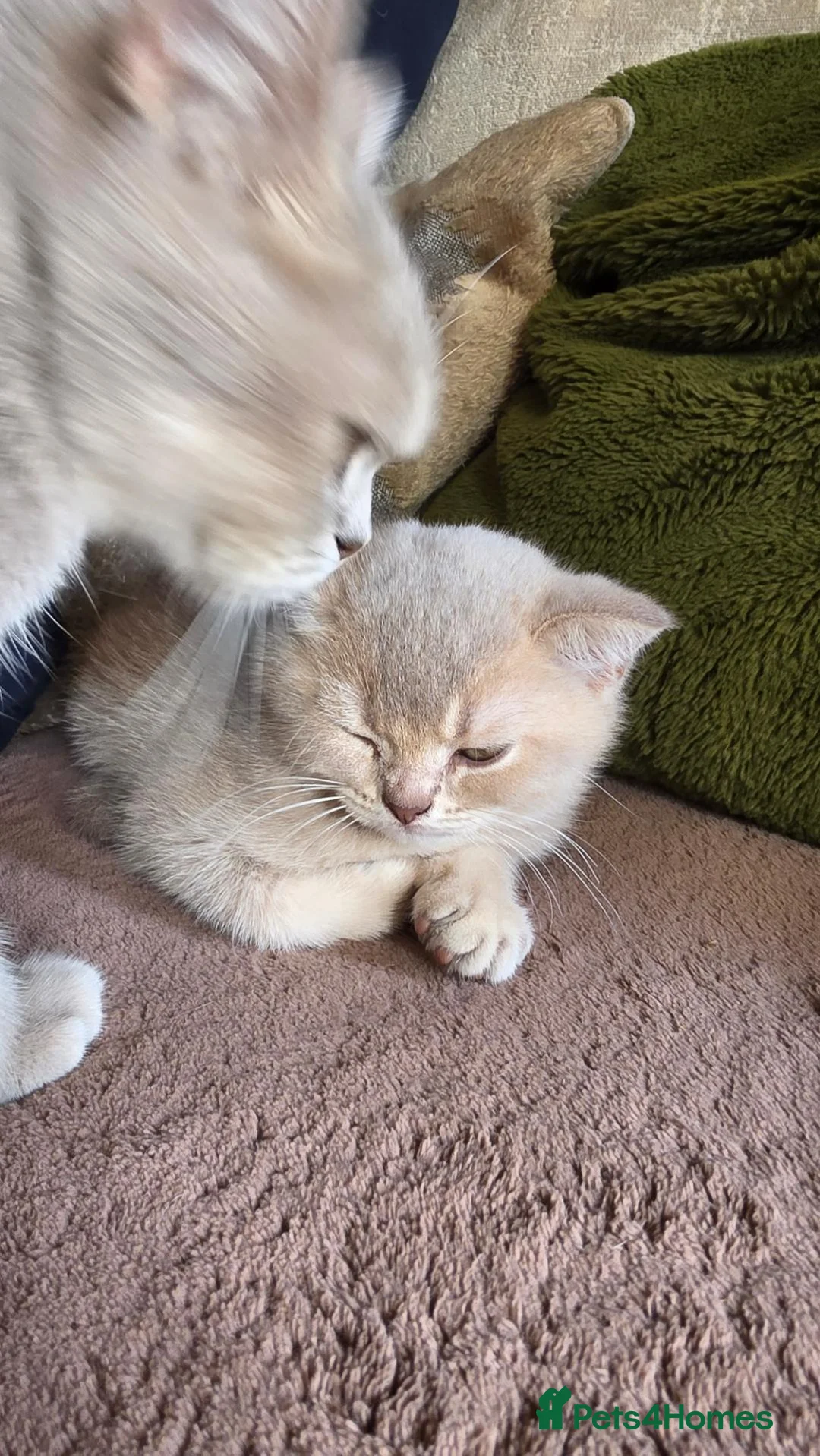 British Shorthair cats for sale: Chinchilla BSH - Advert 2