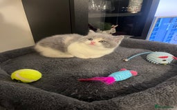 British Shorthair cats for sale:  💖Rare Colors British Shorthair Kittens💖 - Image 10