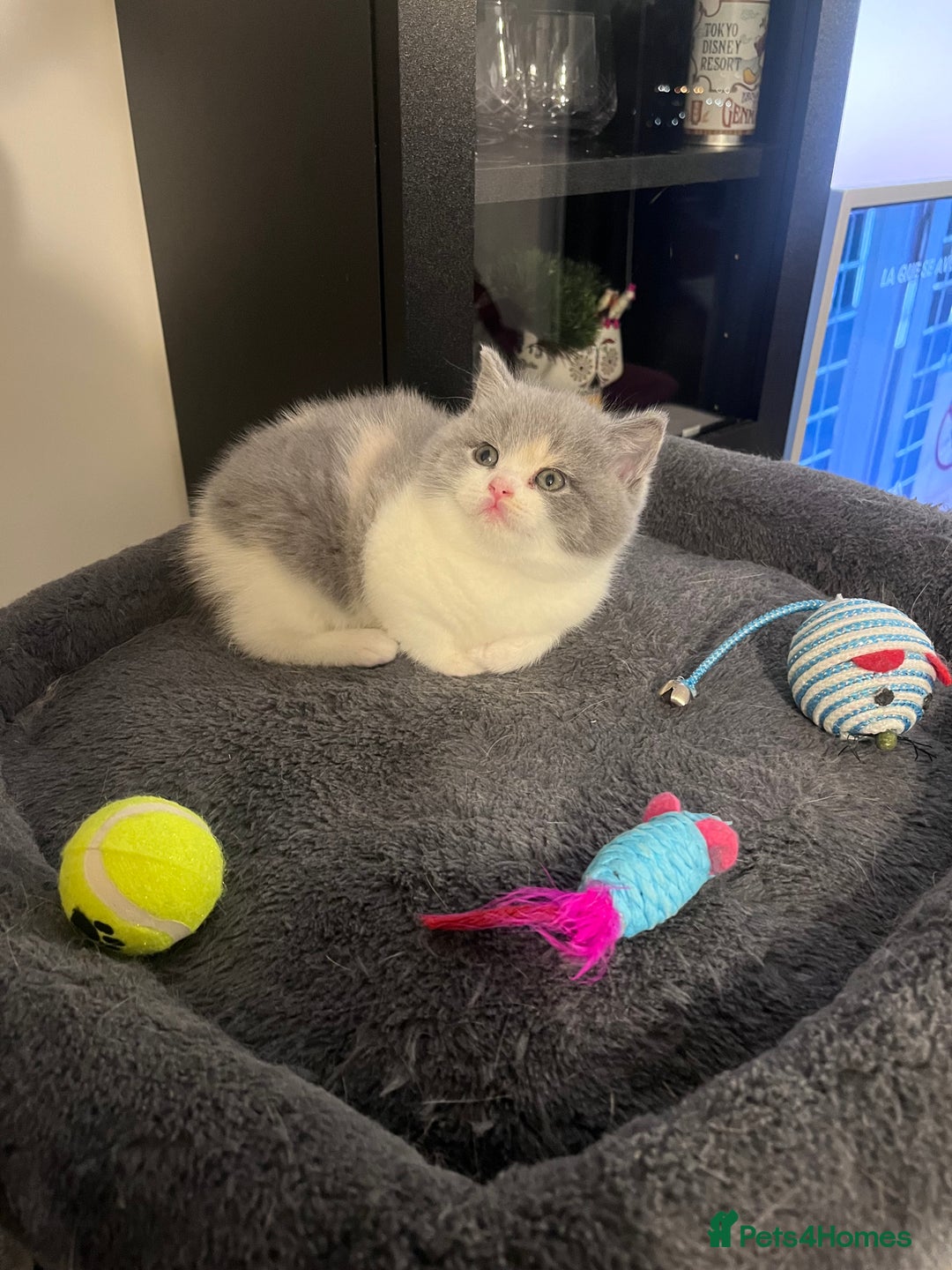 British Shorthair cats for sale:  💖Rare Colors British Shorthair Kittens💖 - Image 10