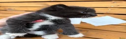 Mixed Breed cats for sale: Friendly farm kittens 2b 1g  - Advert 14