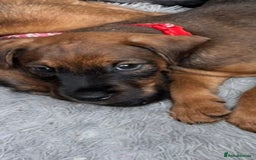 Mixed Breed dogs for sale: Beautiful male pup - Image 1