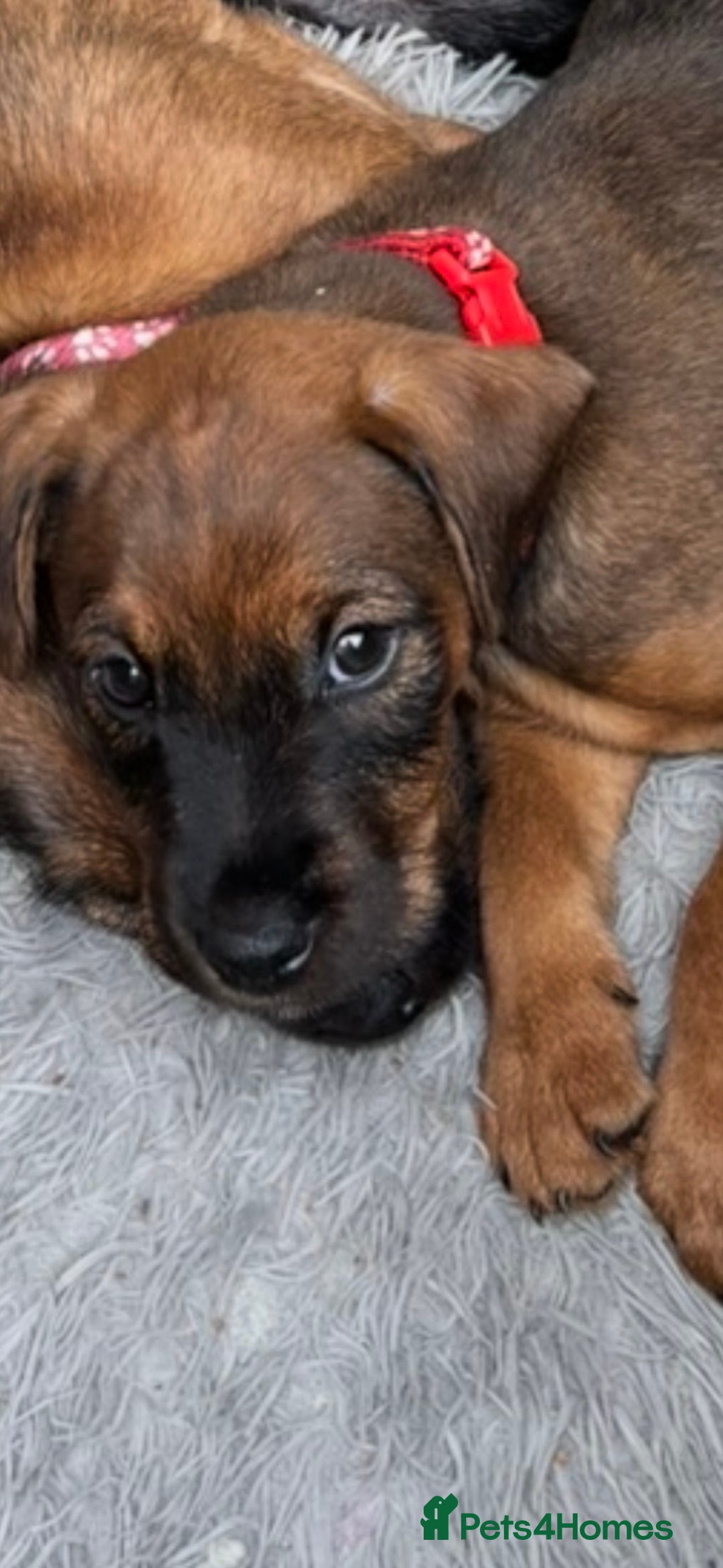 Mixed Breed dogs for sale: Beautiful male pup - Image 1