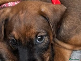 Mixed Breed dogs - Advert 10