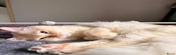 Ragdoll cats for sale: Stunning Colour Point and Bicolour Ragdoll Kittens - Advert 4