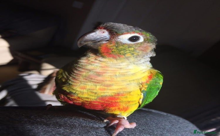 Conures birds - Advert 3