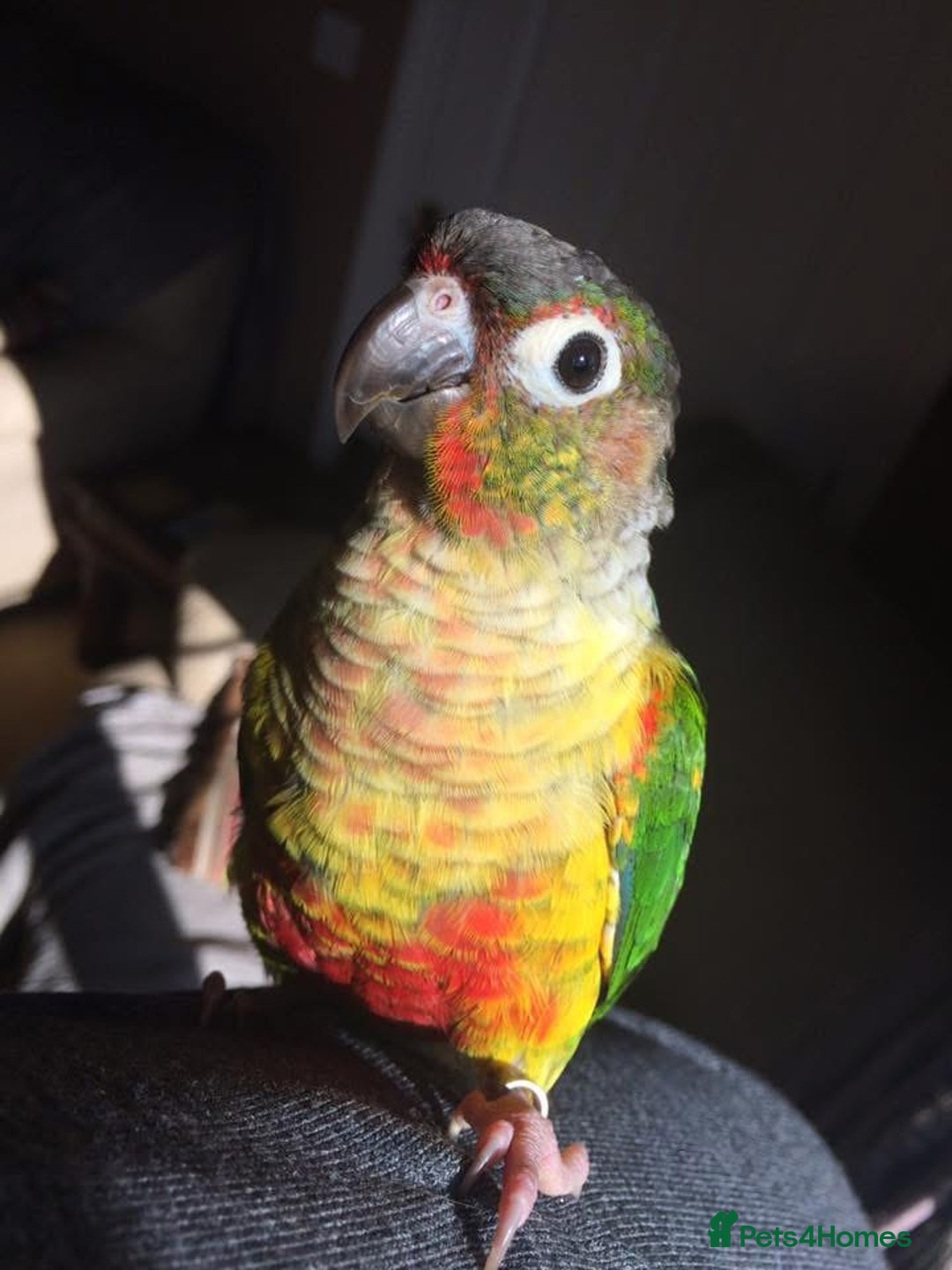 Conures birds for sale: Beautiful Green Cheek Conure needs a new home - Image 1