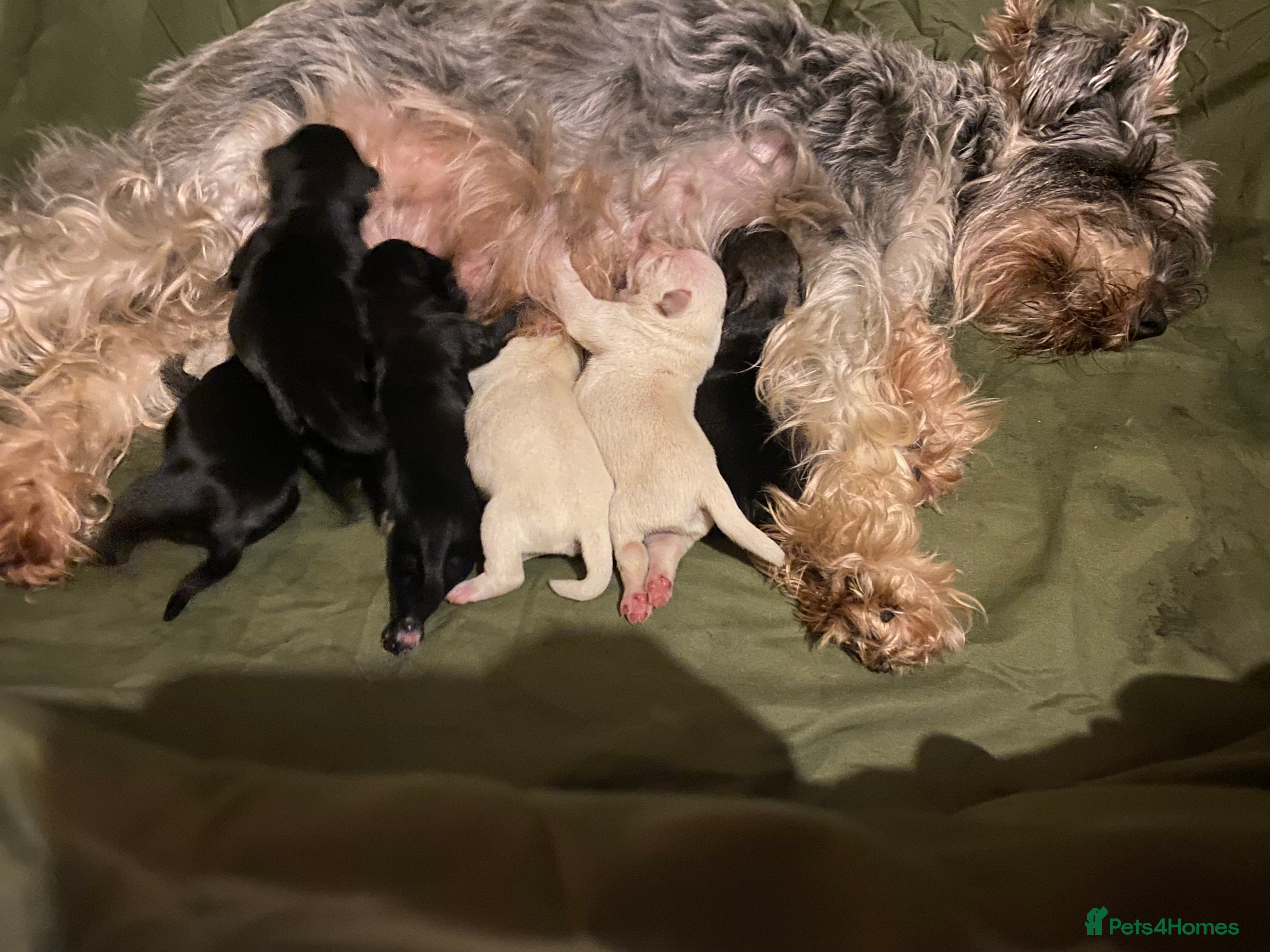 Miniature Schnauzer dogs KC Registered - Miniature Schnauzer Puppies  - Advert 5