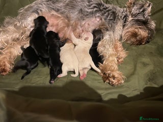 Miniature Schnauzer dogs KC Registered - Miniature Schnauzer Puppies - Advert 5
