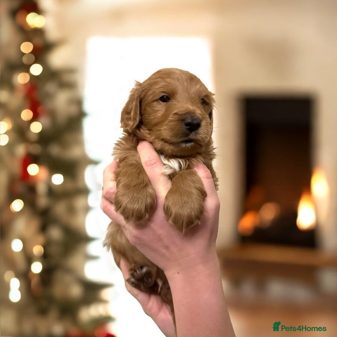 Cavapoo dogs for sale: Australian Cavapoo ! Full panel DNA Tested  - Advert 4