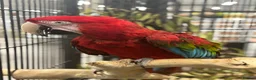 Macaws birds for sale: Gorgeous Greenwing Macaw  - Advert 2