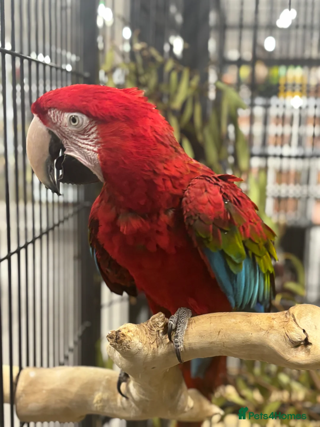 Macaws birds for sale: Gorgeous Greenwing Macaw  - Advert 2