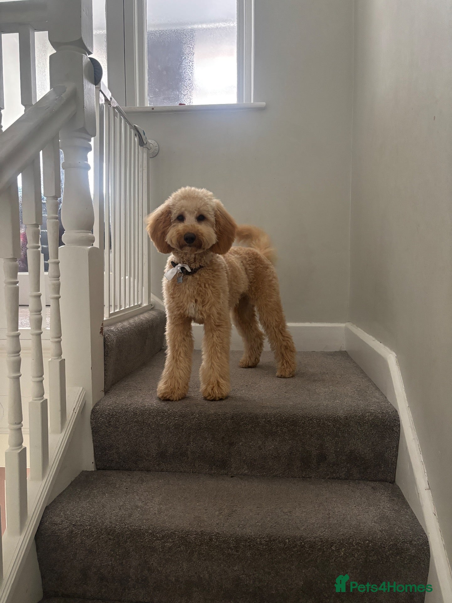 Cockapoo dogs 23 month old cockapoo boy  - Advert 16