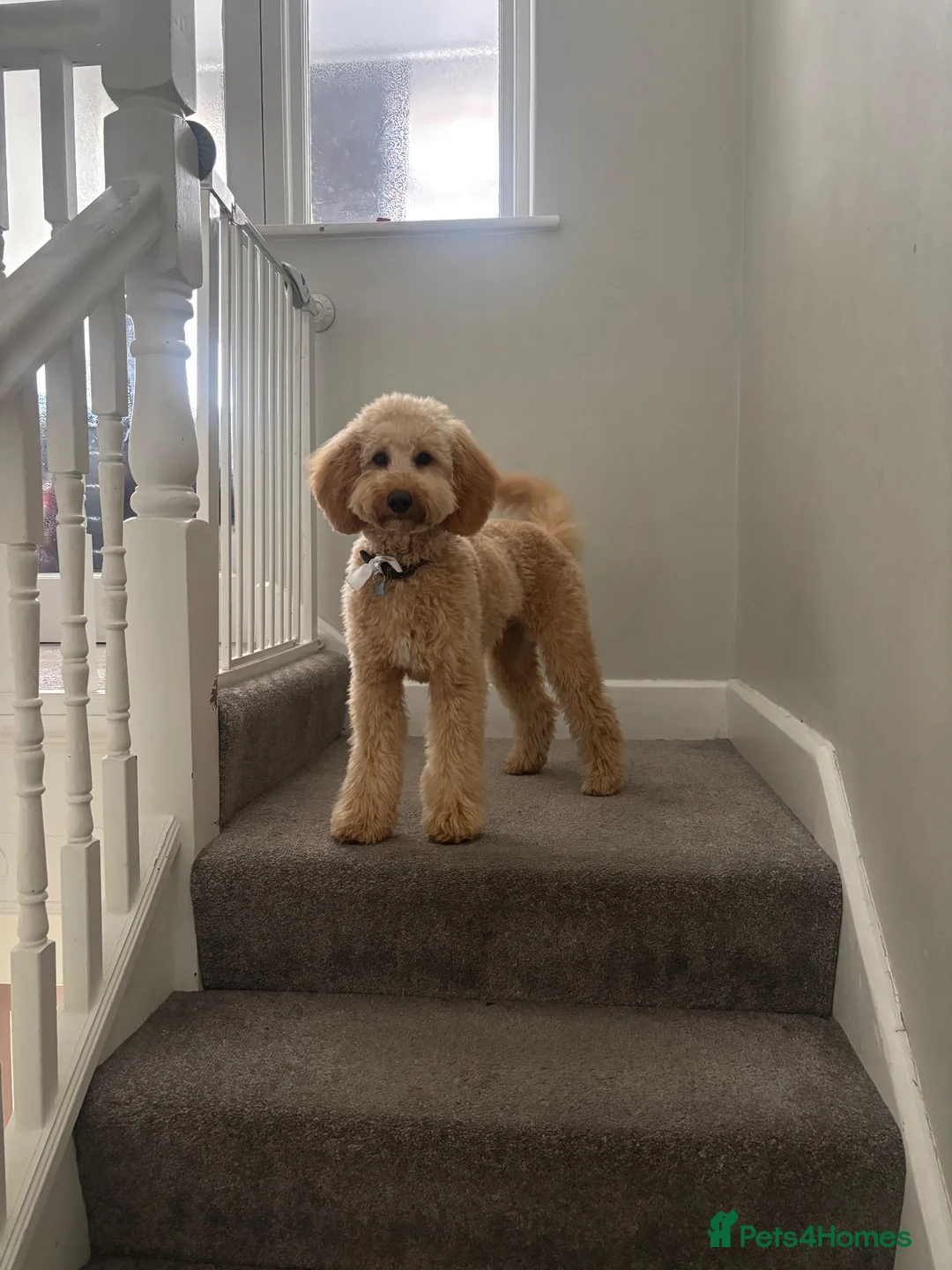 Cockapoo dogs for sale: 23 month old cockapoo boy  - Advert 1