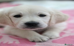 Golden Retriever dogs for sale: Golden retriever pupies  - Image 7