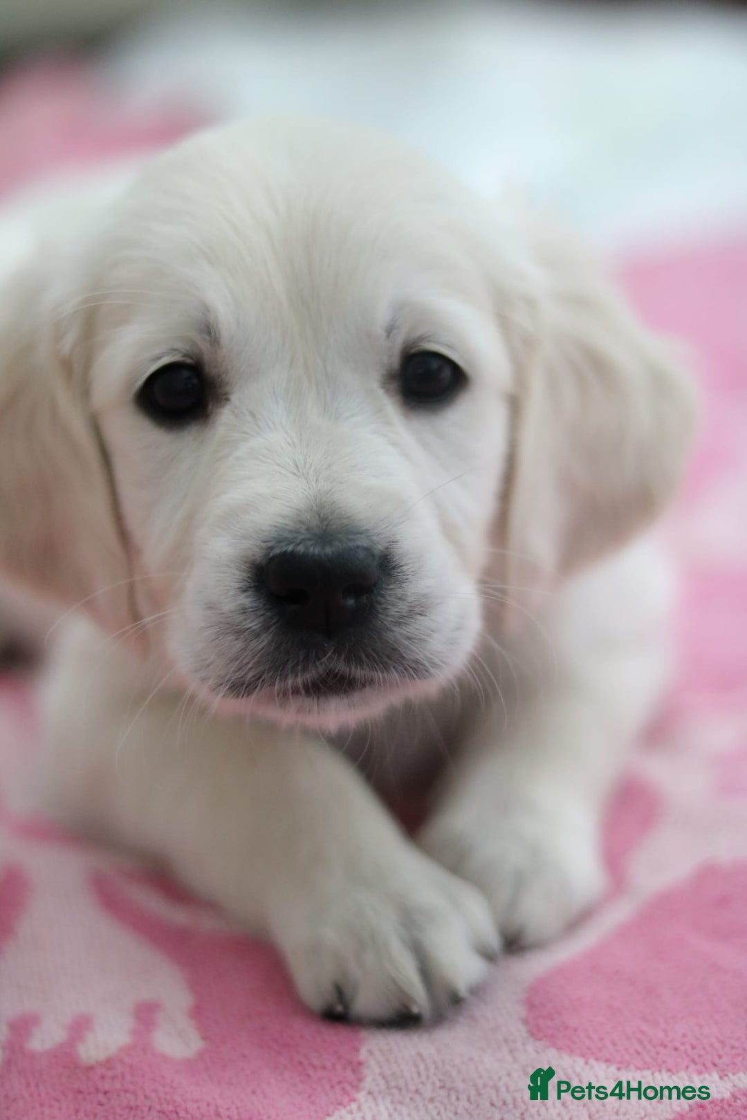Golden Retriever dogs for sale: Golden retriever pupies  - Image 7
