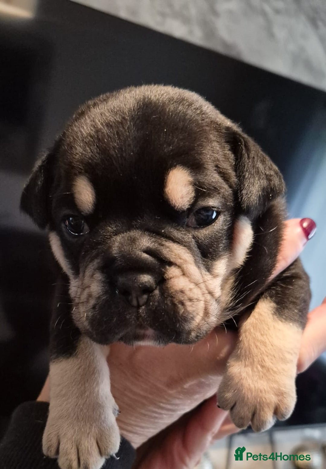 Olde English Bulldogge dogs for sale: Olde English bulldogge puppys - Advert 15