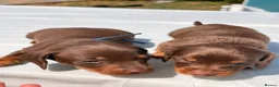 Miniature Dachshund dogs for sale: Beautiful mini dachshund  in Tilbury - Advert 18