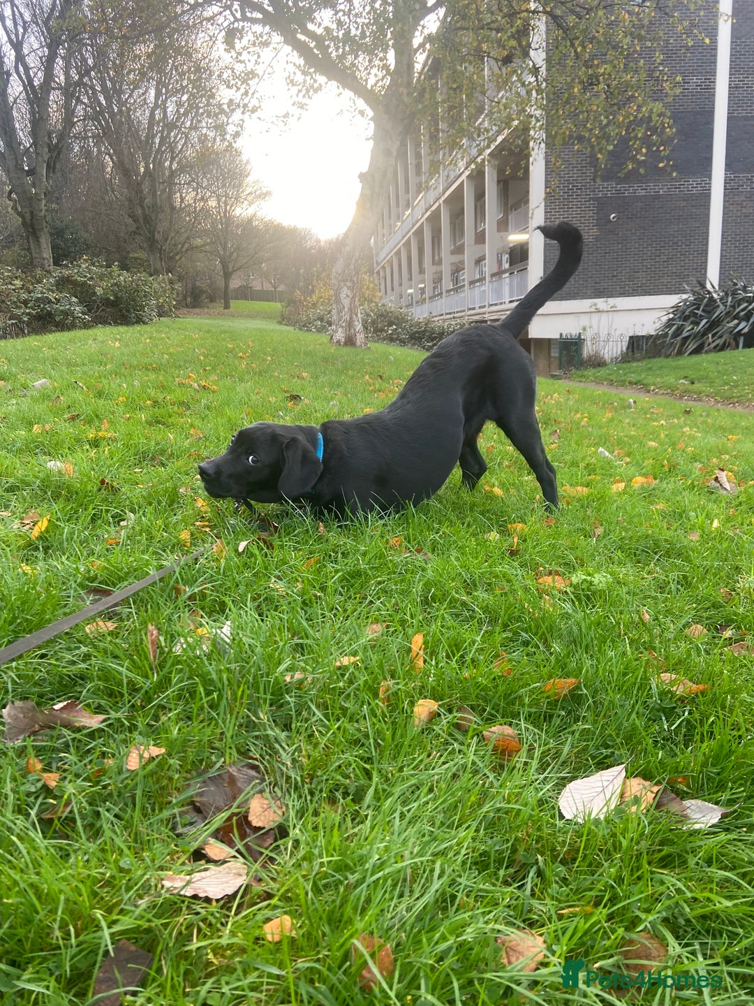 Mixed Breed dogs for sale: Rehoming a 7 Month old labradoodle ❤️ - Advert 6