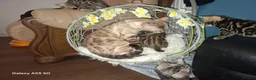 Bengal cats for sale:  Premium Bengal Kittens – 5★ Licensed Cattery - Advert 2