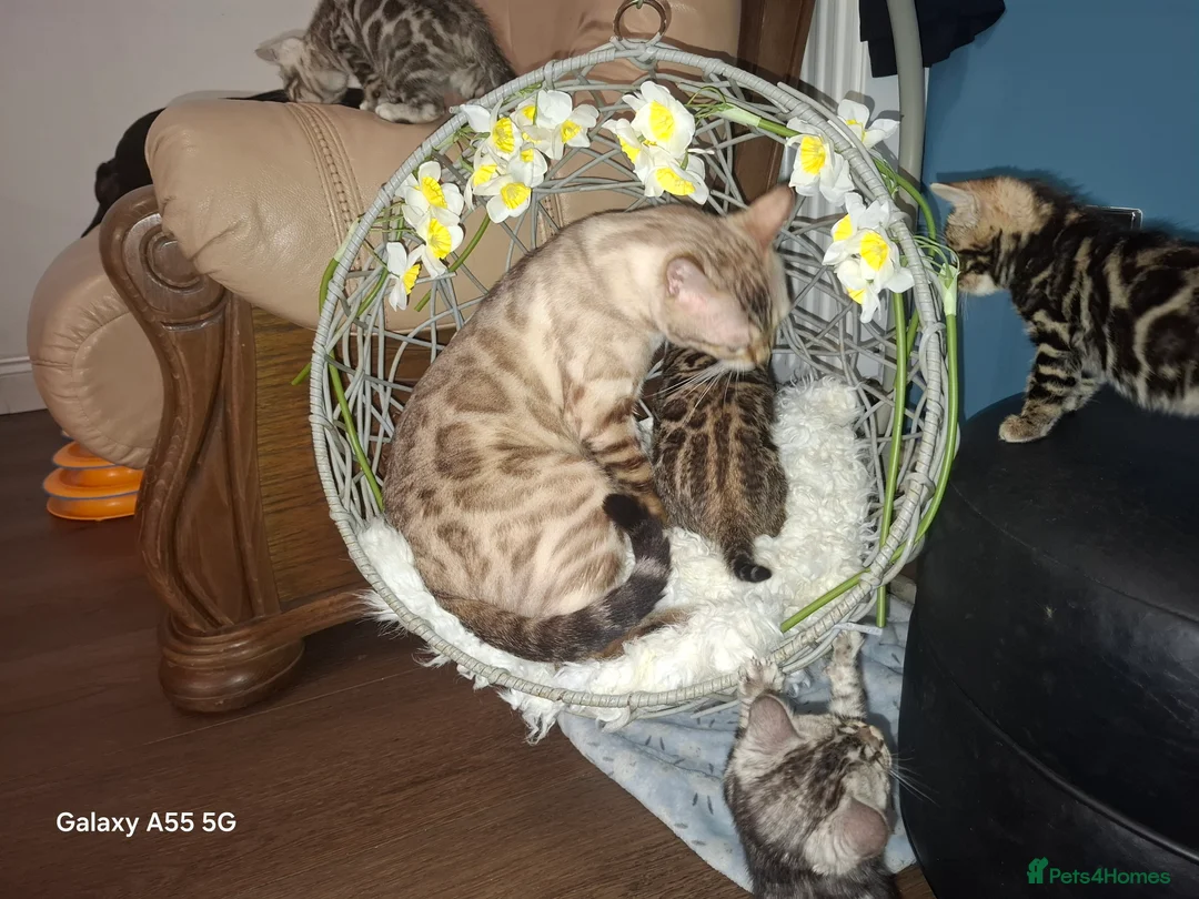 Bengal cats for sale:  Premium Bengal Kittens – 5★ Licensed Cattery - Advert 2