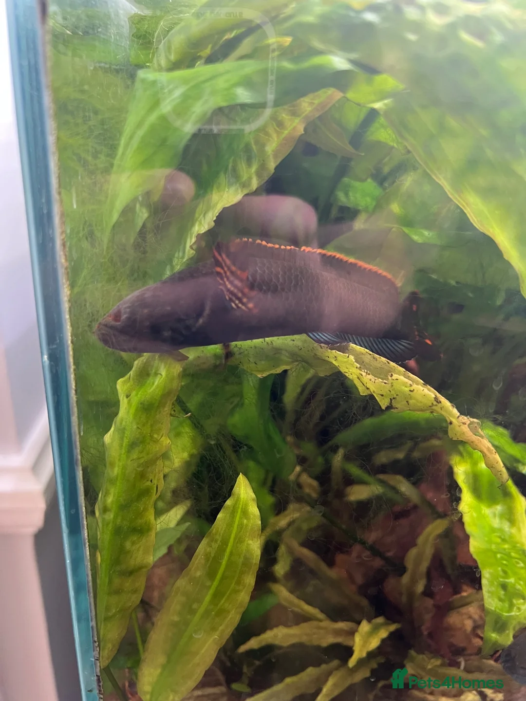 Other/Mixed Breed fish for sale: 90l spacer aquarium including fish - Advert 5