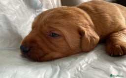 Labrador Retriever dogs for sale: Plump little Red Labrador Puppies! - Image 16