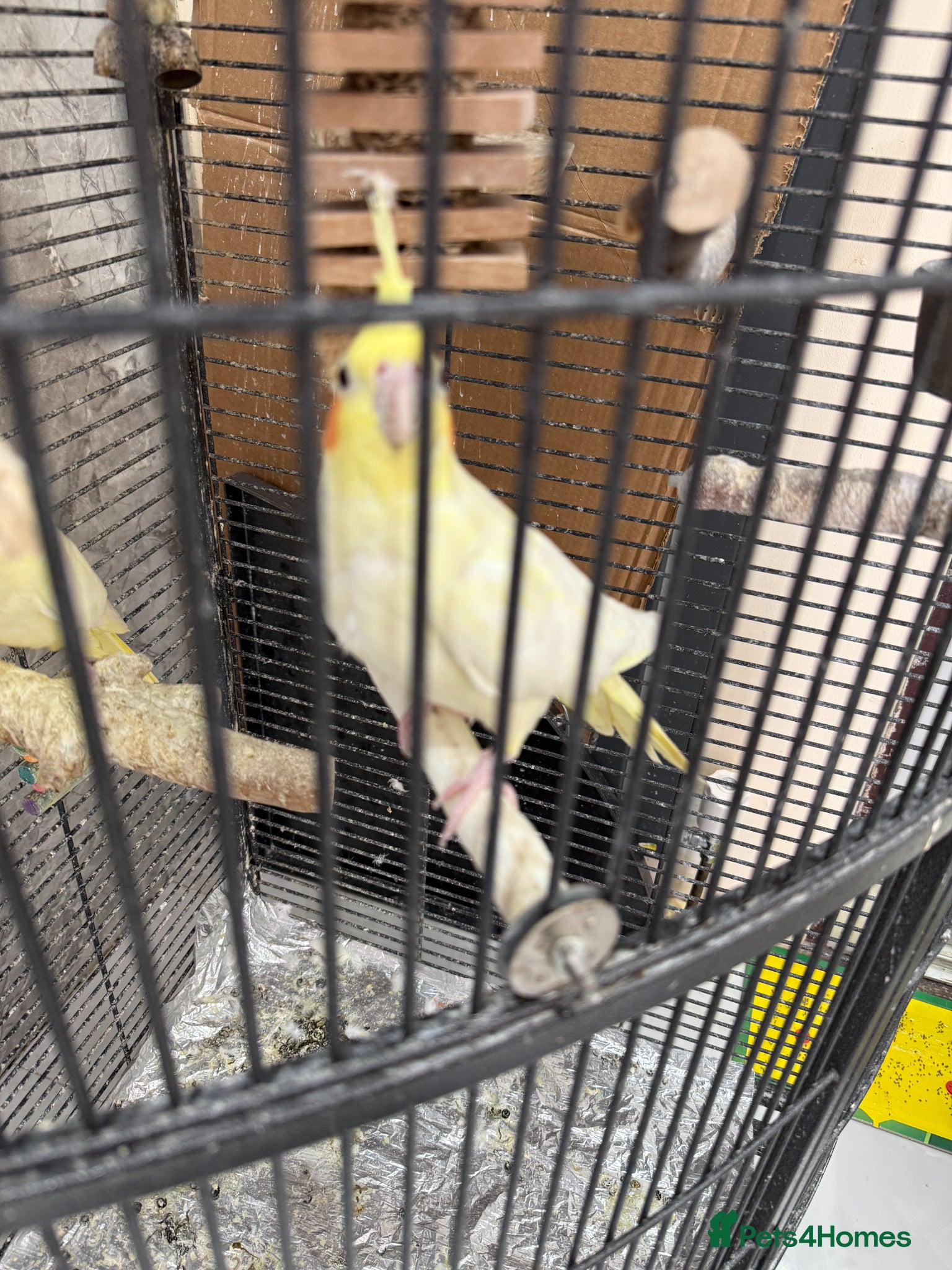 Cockatiels birds for sale: 2 Cockatiels + cage + travel cage + toys - Advert 5