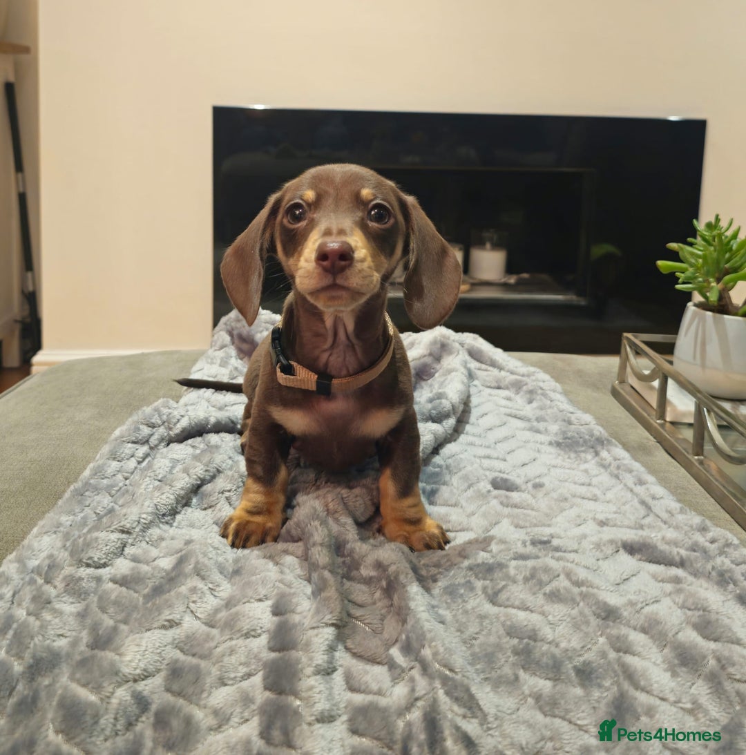 Miniature Dachshund dogs for sale: Chocolate & Tan KC Miniature Dachshund Puppies - Advert 2