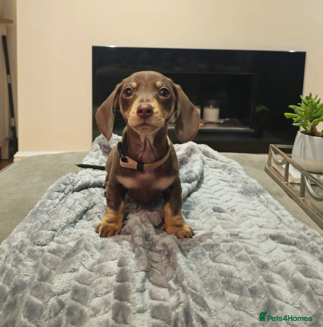Miniature Dachshund dogs for sale: Chocolate & Tan KC Miniature Dachshund Puppies - Advert 7