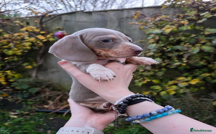 Miniature Dachshund dogs - Advert 14