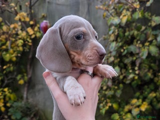 Miniature Dachshund dogs - Advert 6