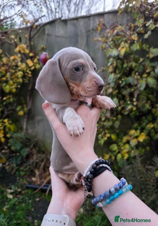 Miniature Dachshund dogs - Advert 3