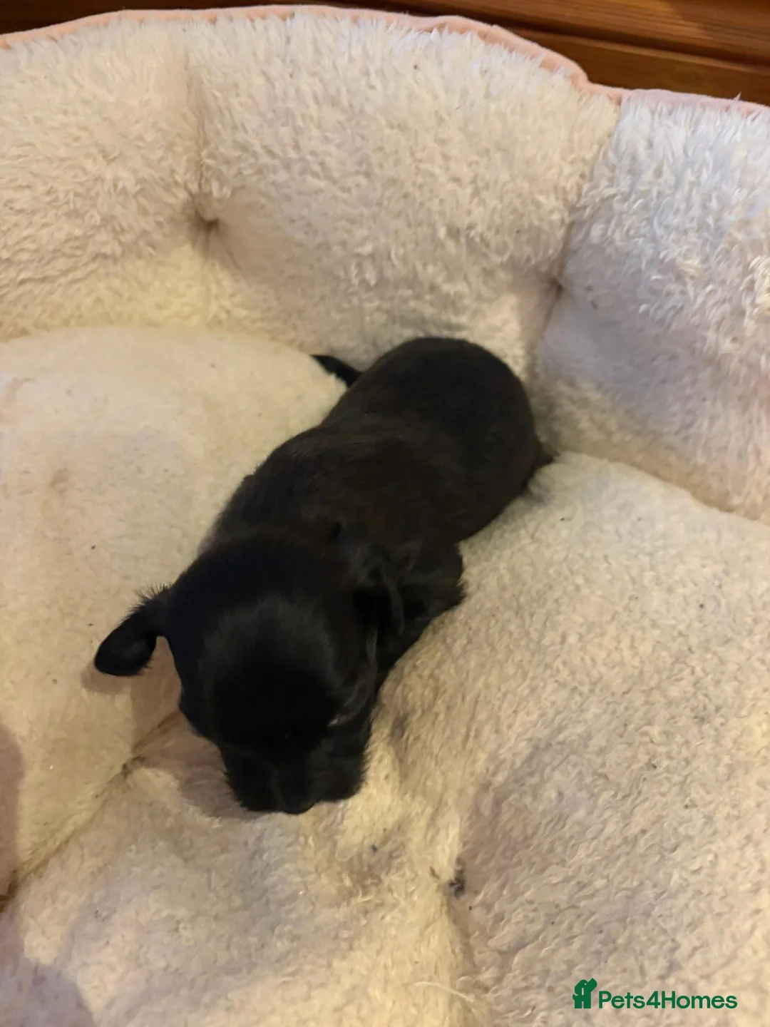 Havanese dogs for sale: Beautiful Havanese puppies - Advert 10