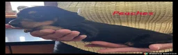 Miniature Dachshund dogs for sale: Miniature Dachshund puppies ⭐⭐ - Advert 12