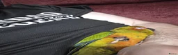Conures birds for sale: Silly Tame hand reared Male Sun Conure with cage - Advert 12
