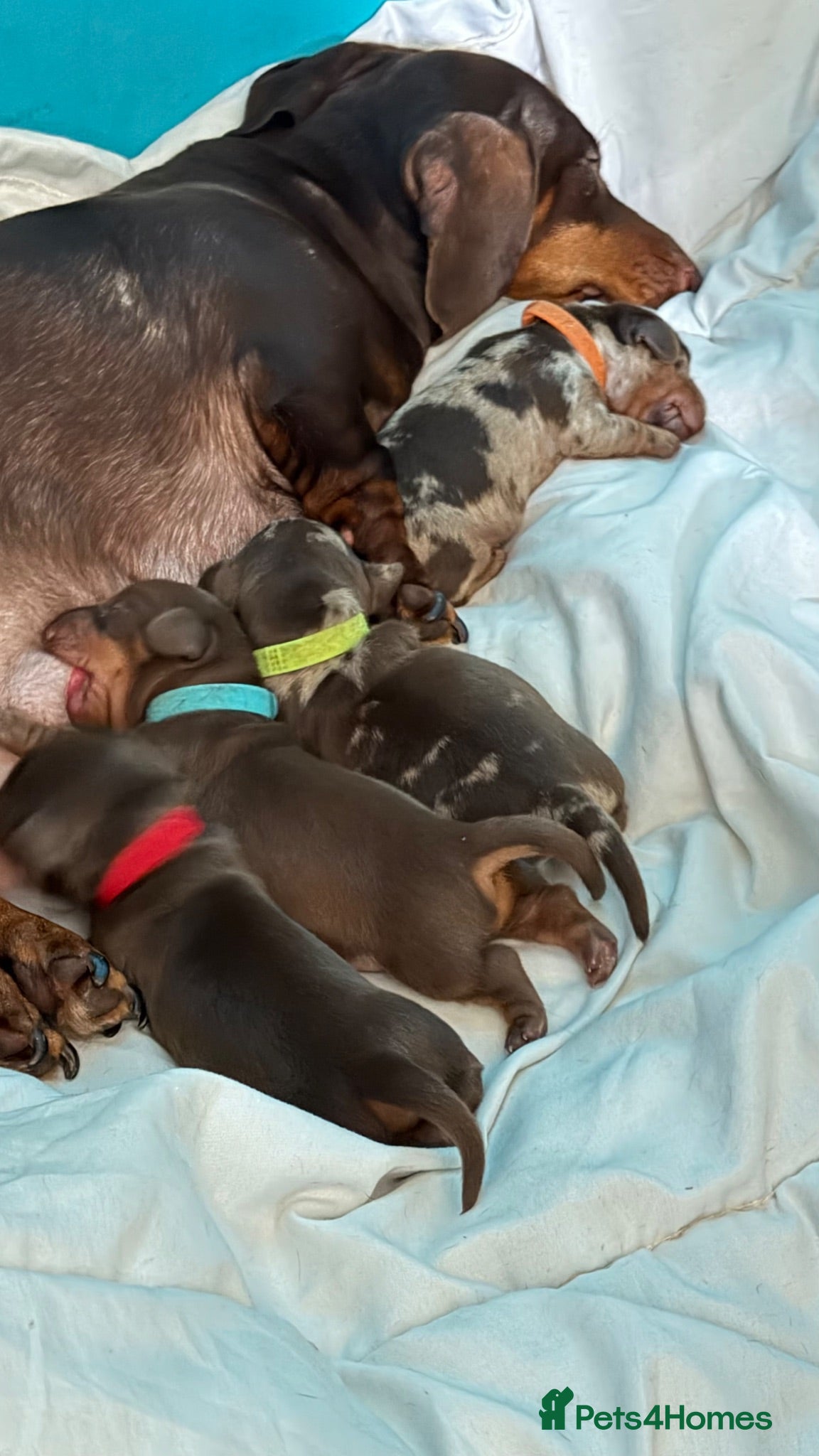 Miniature Dachshund dogs 4 beautiful short haired miniature dachshunds  - Advert 3