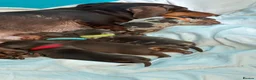 Miniature Dachshund dogs for sale: 4 beautiful short haired miniature dachshunds  - Advert 1