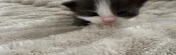 Maine Coon cats for sale: Beautiful Maine Coon Babies Available.  - Advert 10