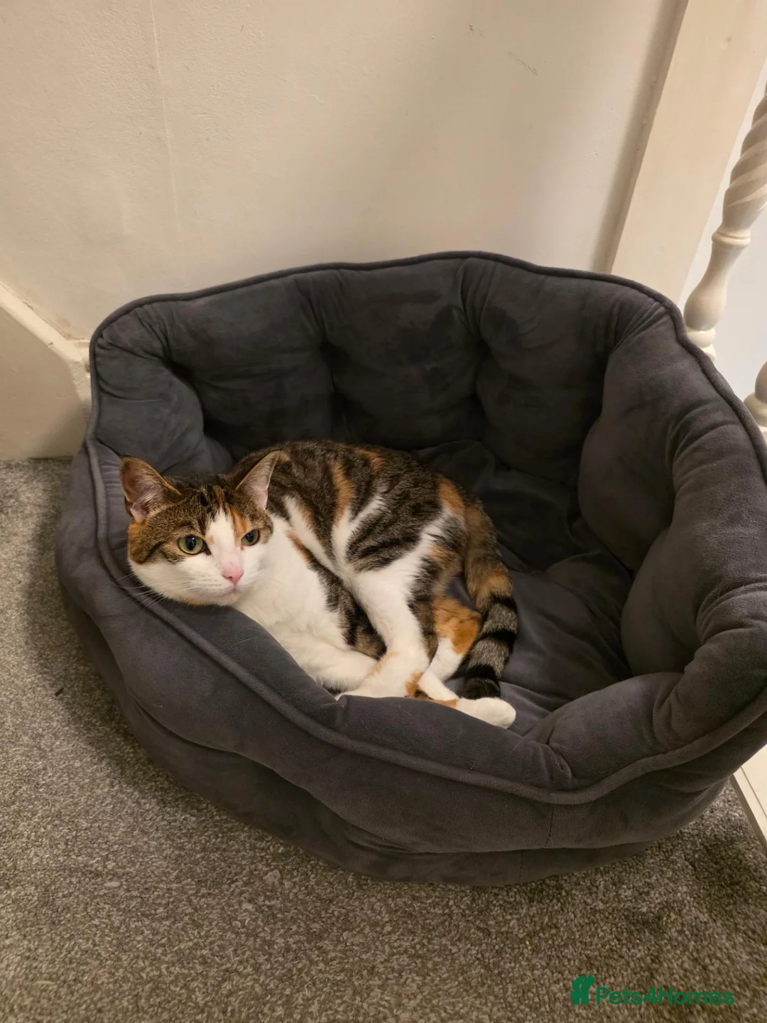 Mixed Breed cats for sale: Kiki mixed Bengal - Advert 1