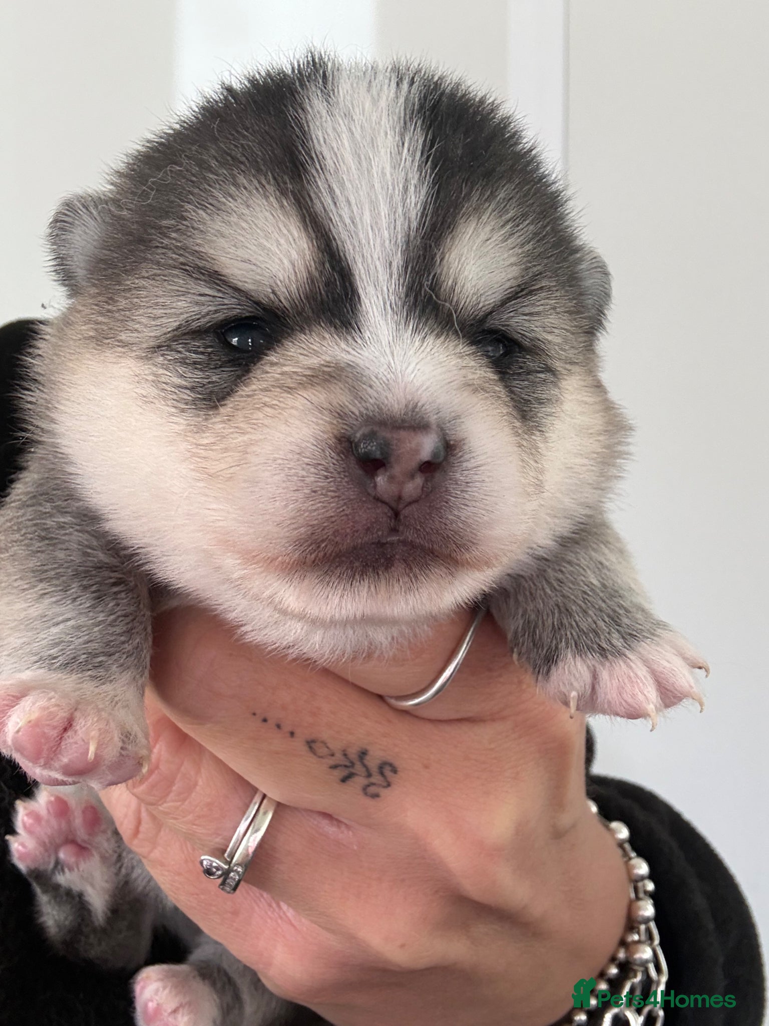 Pomsky dogs Stunning F1B Pomsky’s - Advert 1